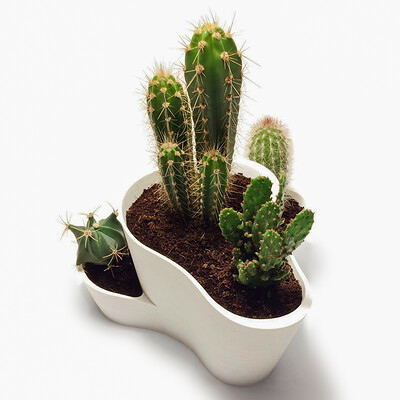Jorge valle hurtado cactus planter