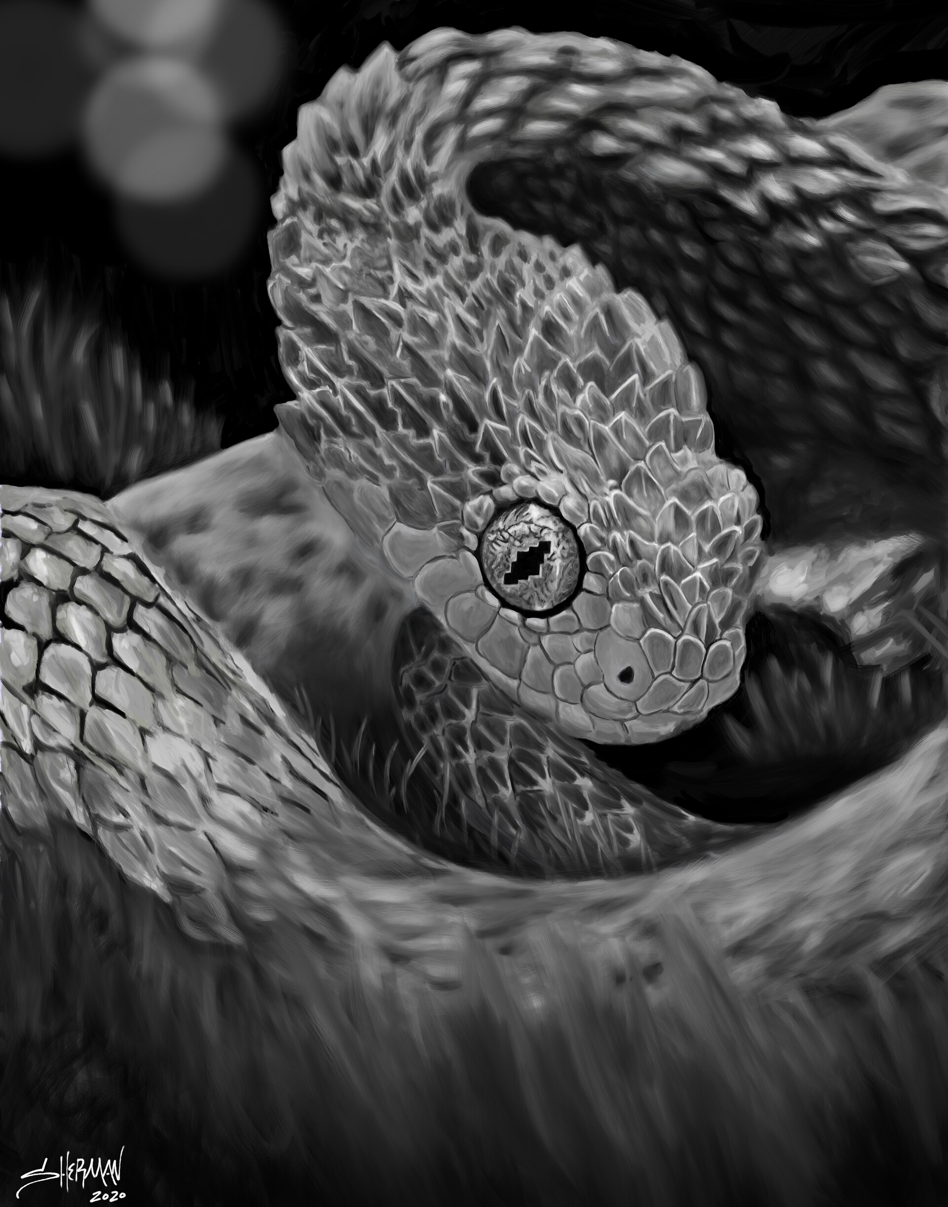 ArtStation - Atheris hispida