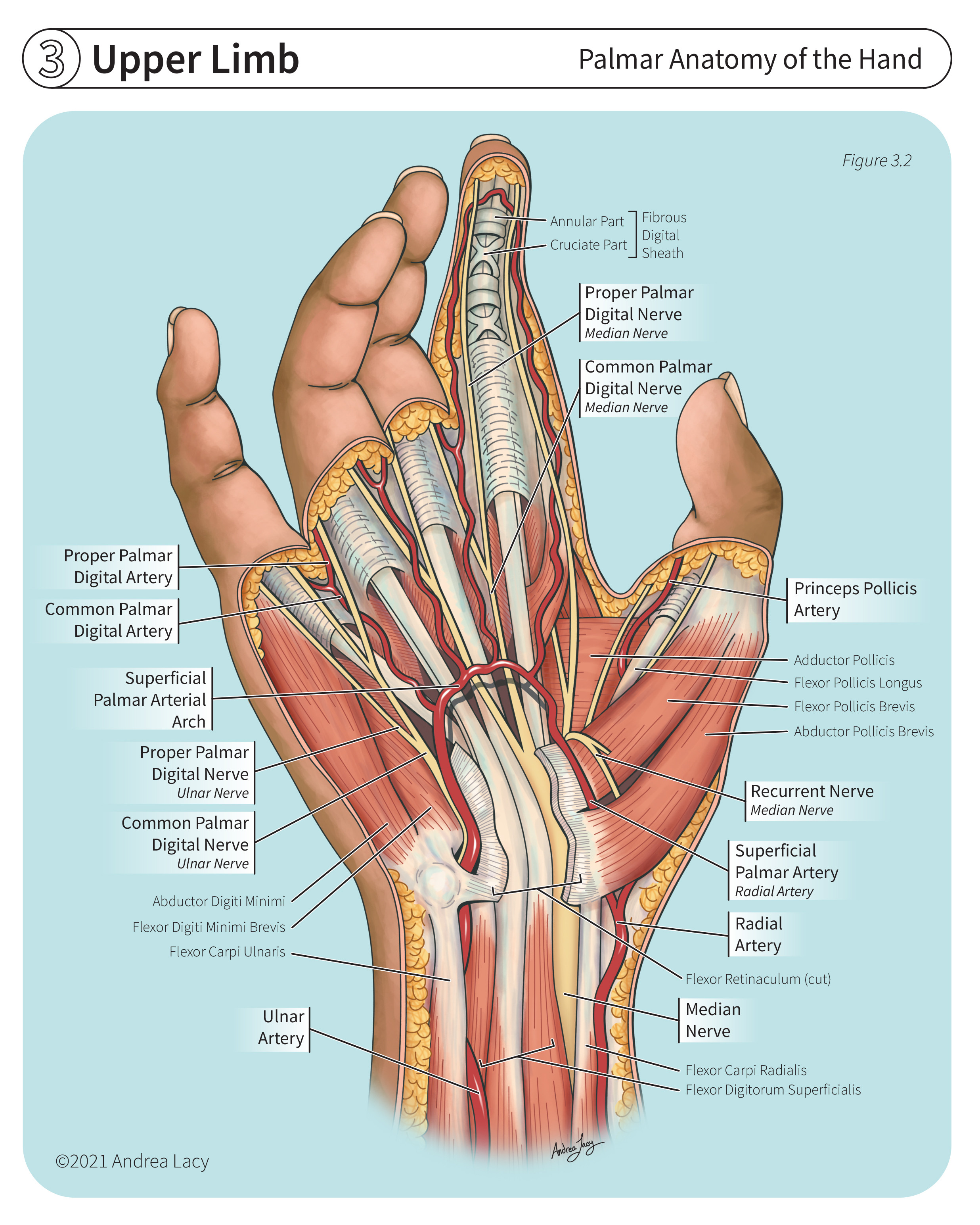 Andrea Lacy biomedical illustration Palmar Anatomy of the Hand