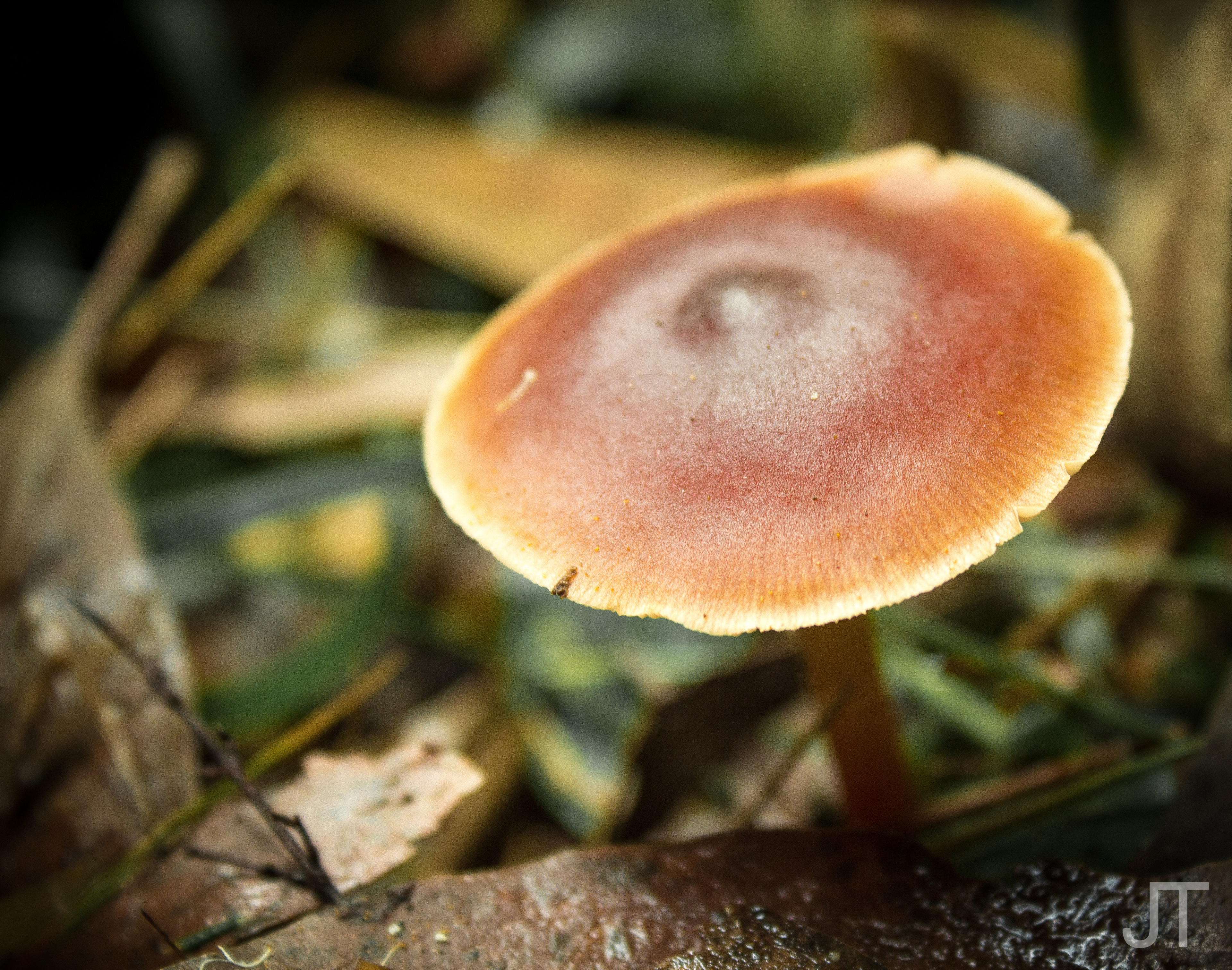 Location: Melbourne - Dandenong Ranges