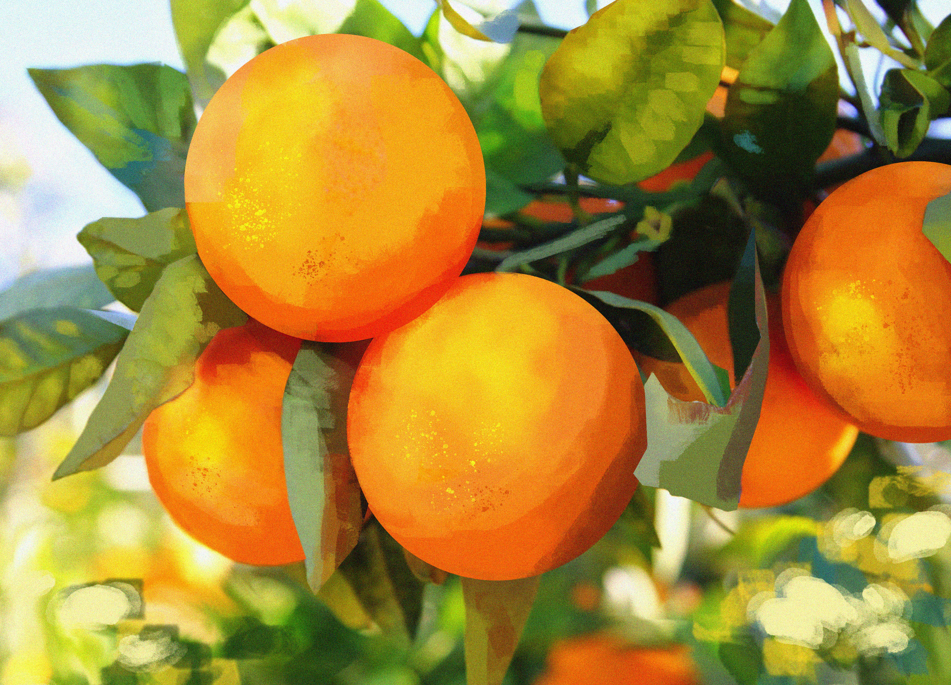 Citrus Recipe's 