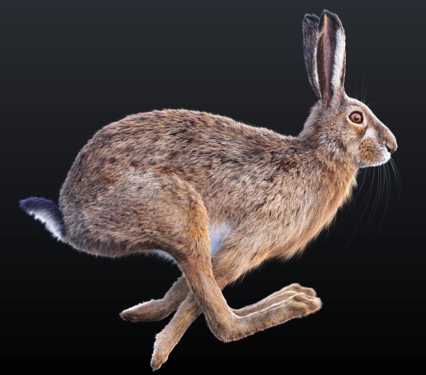 Hare 3D model 