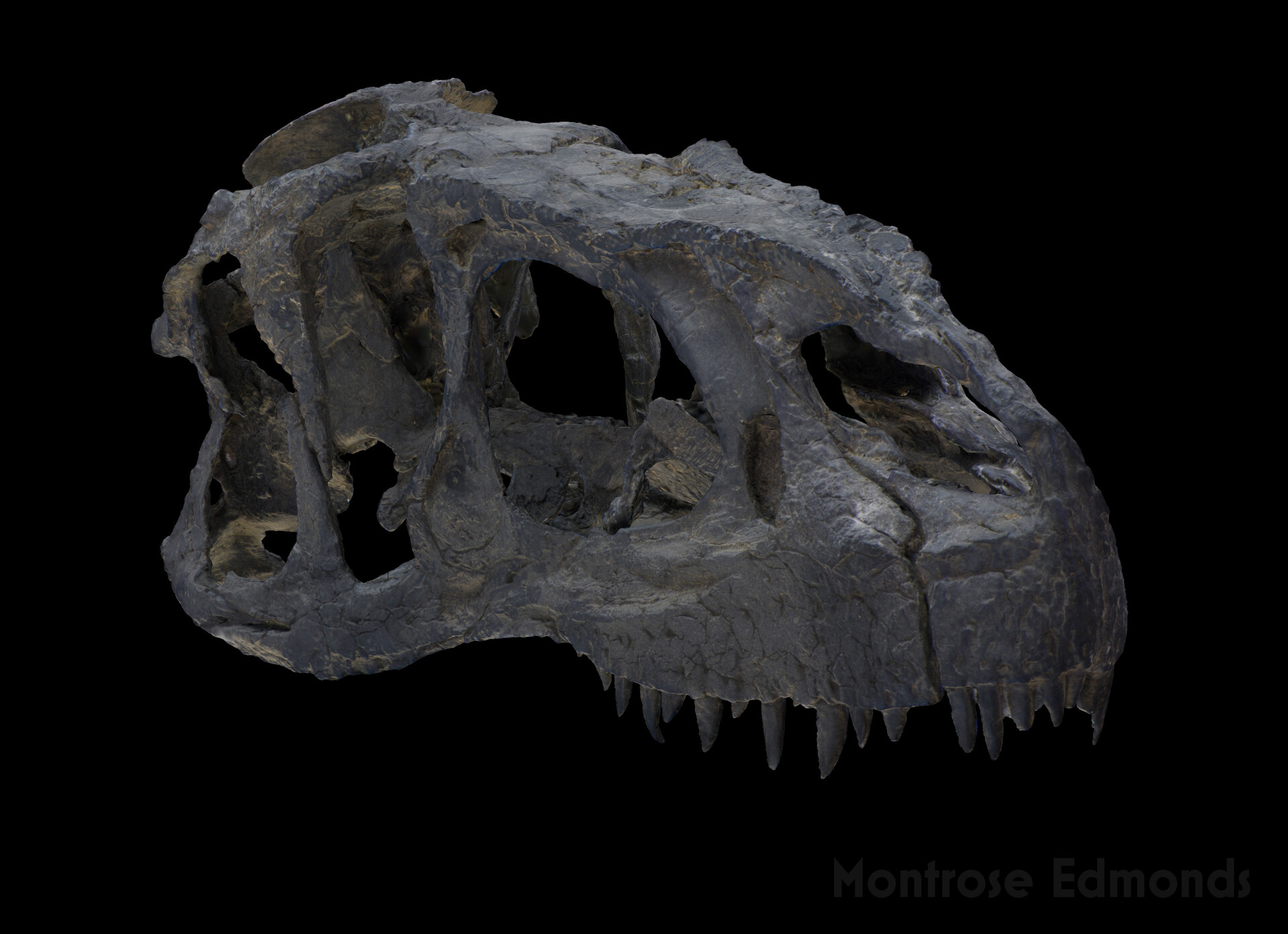 juvenile allosaurus