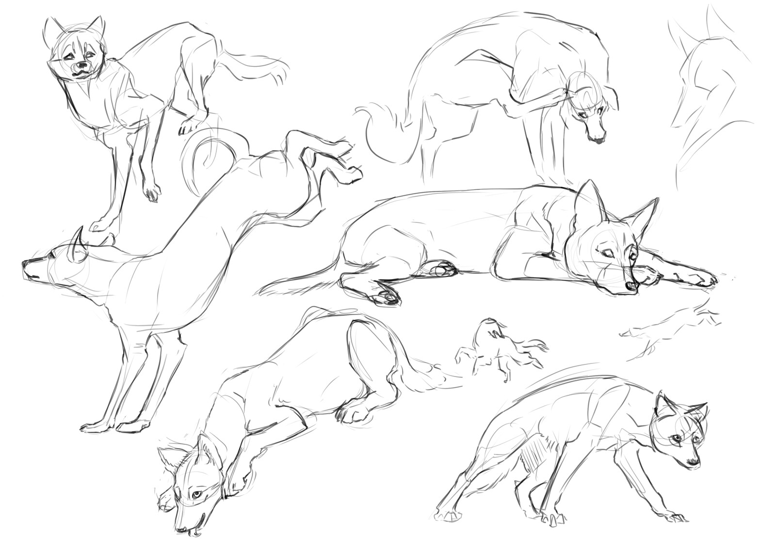 Various dog and wolf sketches