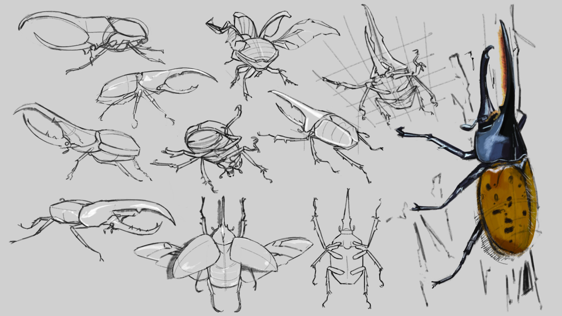 ArtStation - Study Arthropods