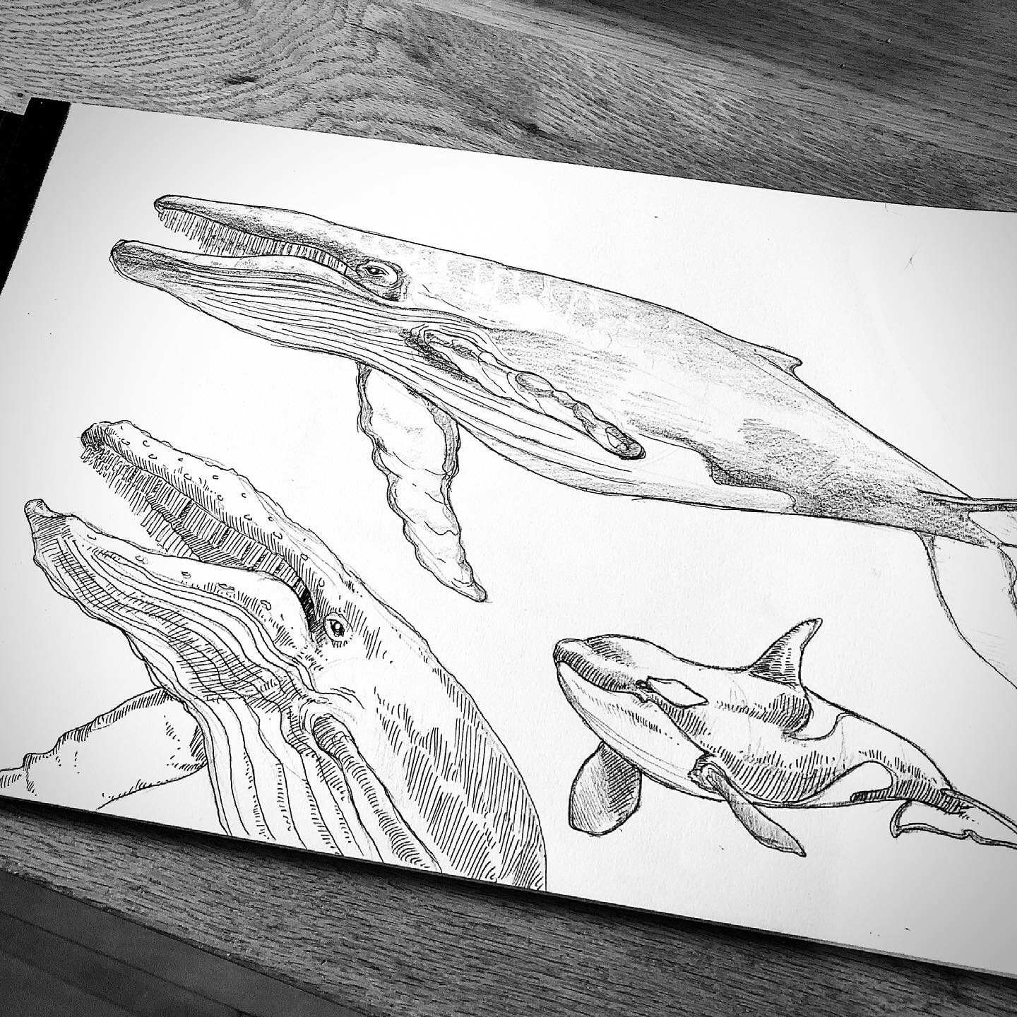Whale study