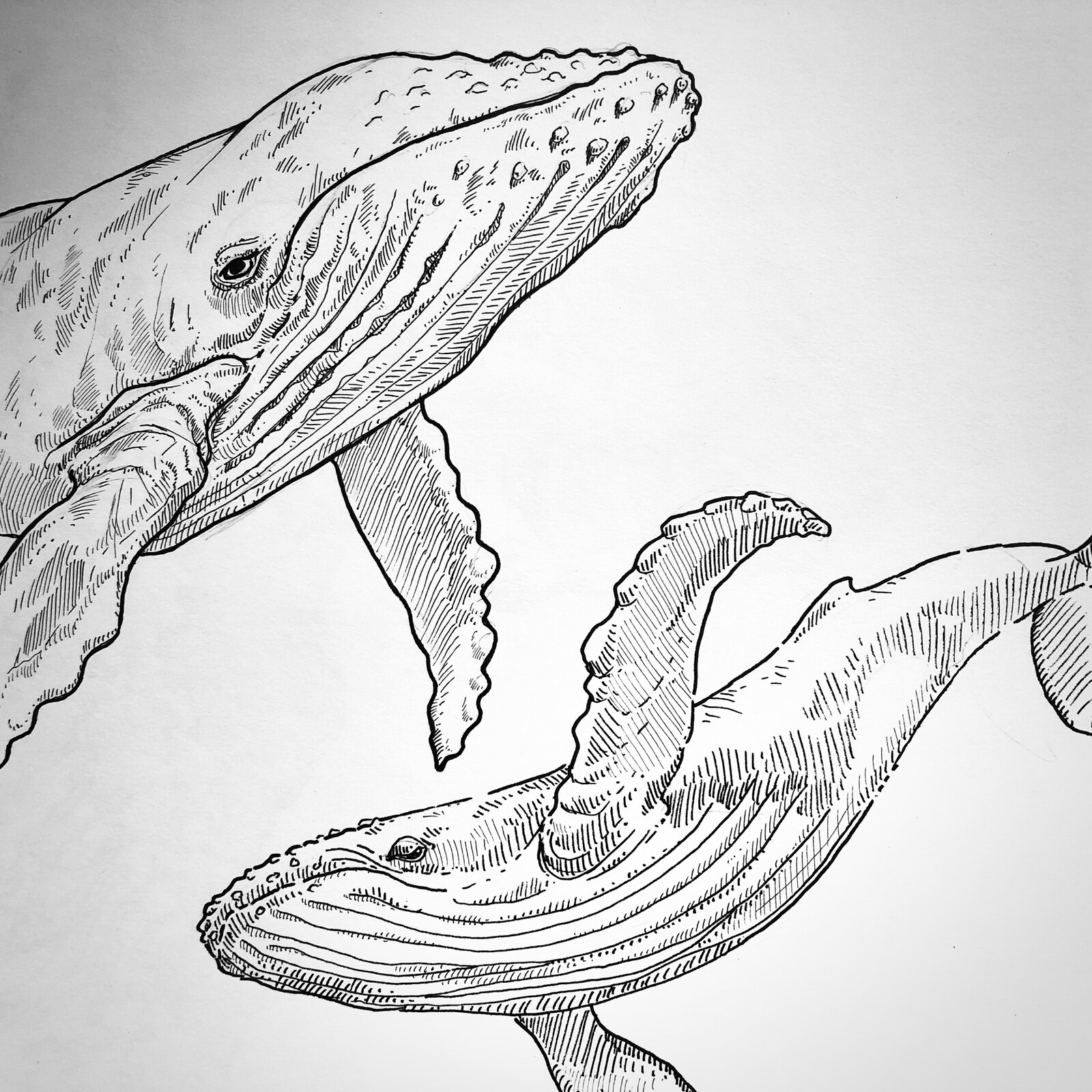 Soft animal - Whales