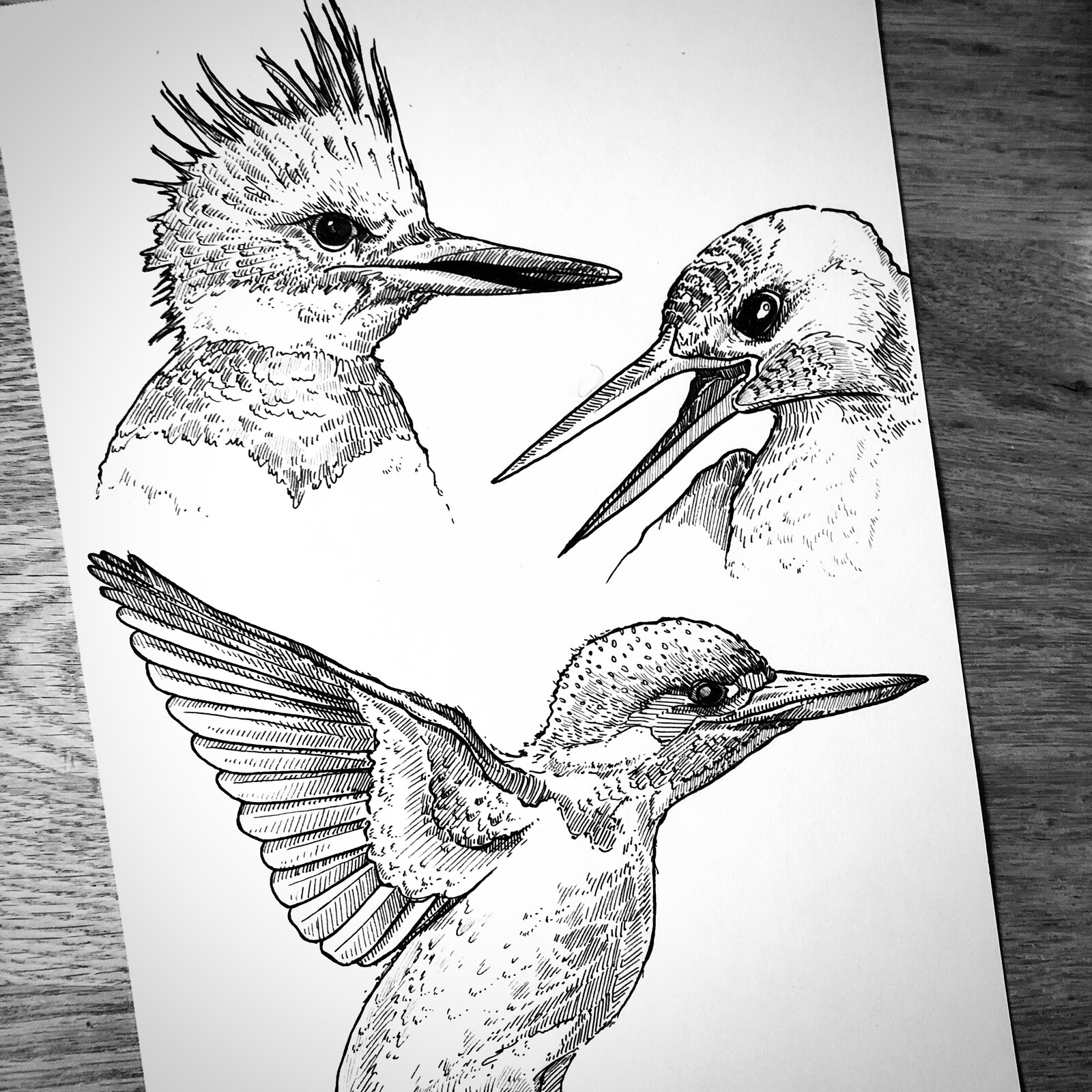 KingFisher study 02