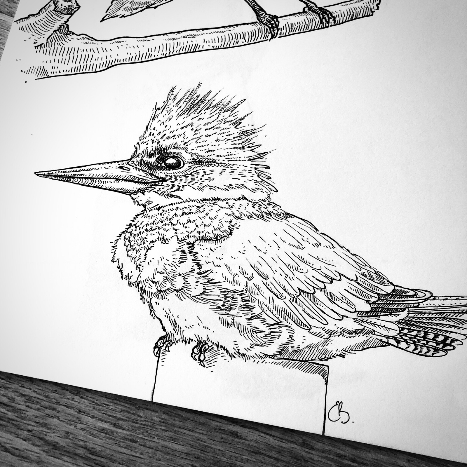 Animal Sketches - KingFisher