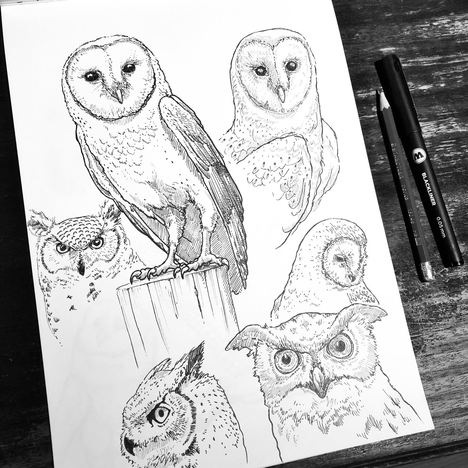 Animal Study - Owl