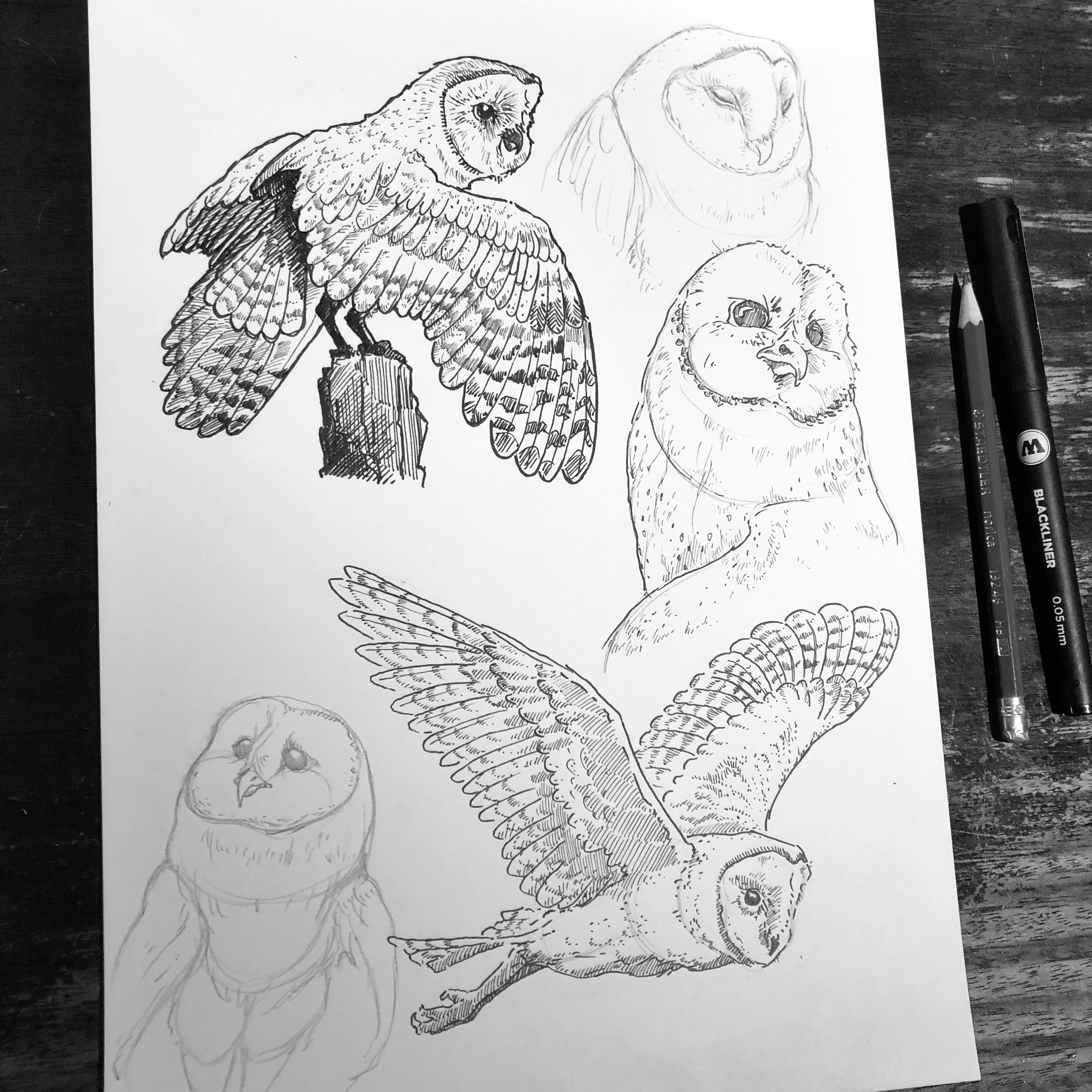 Barn Owl Study
