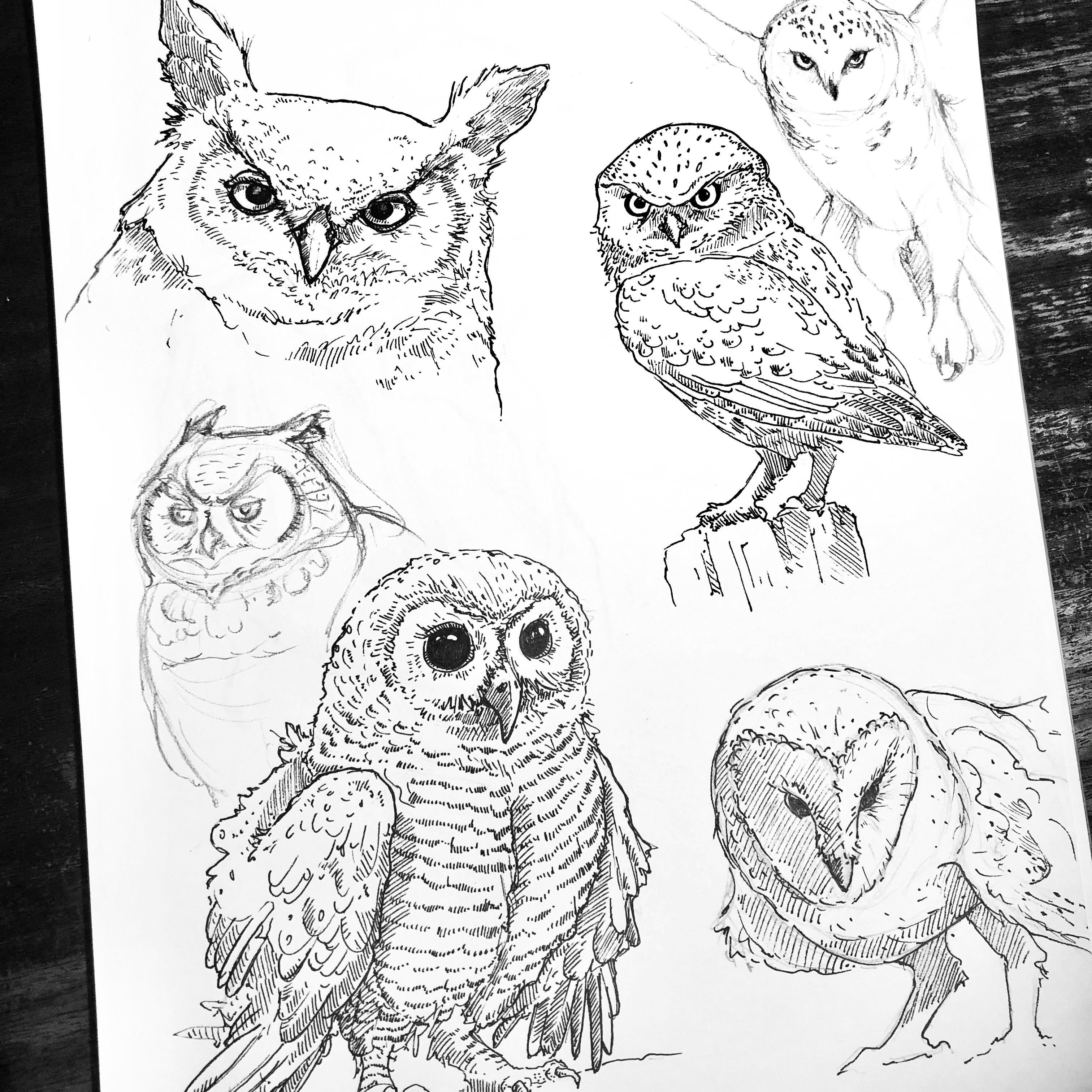 Owl Study 2