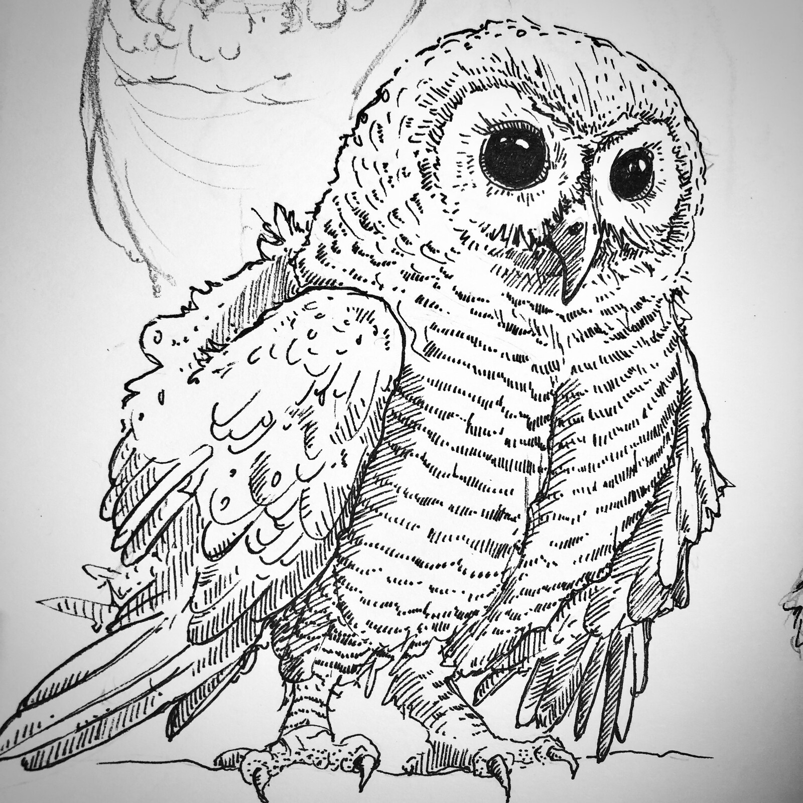 Close-up on youngster