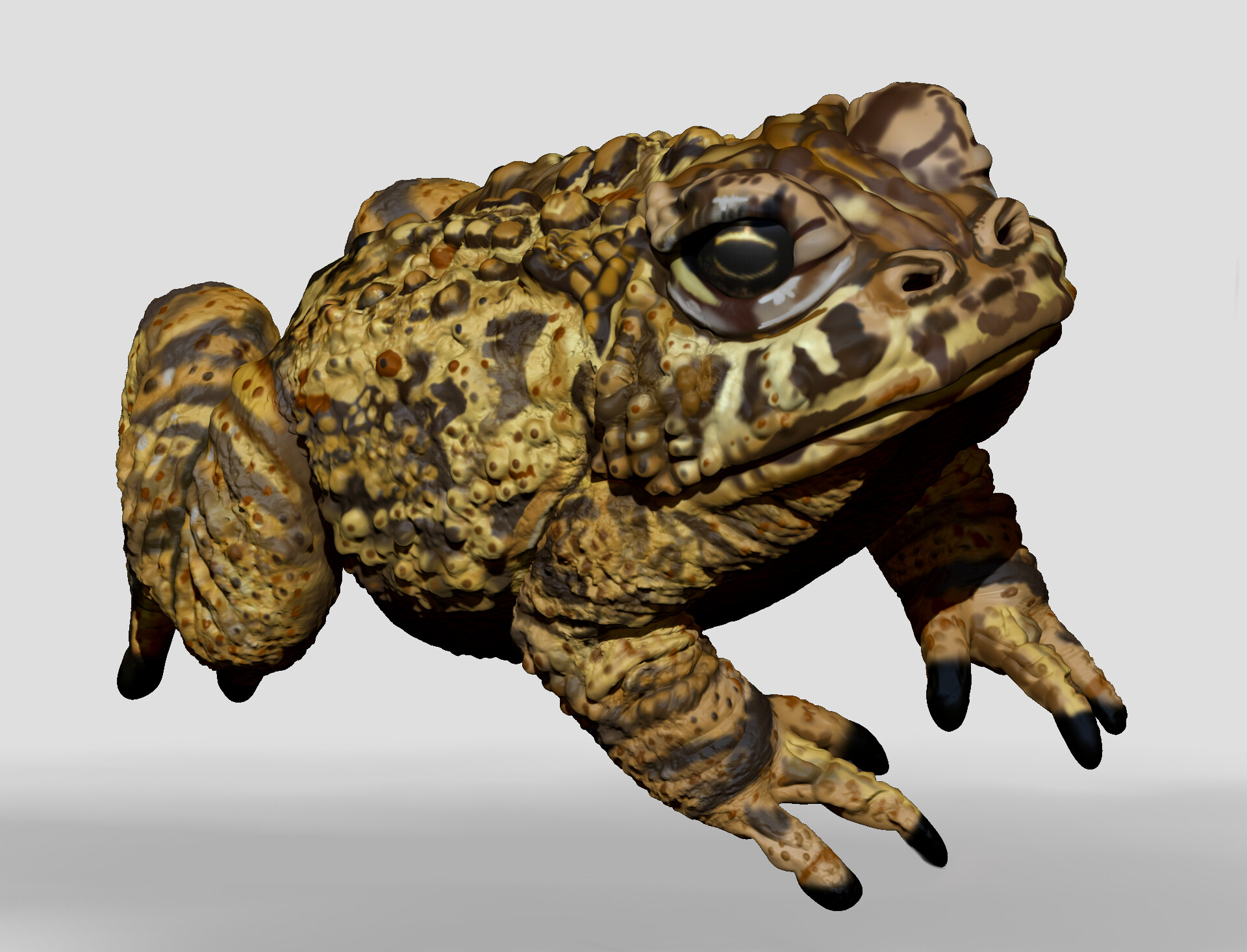 Kelly Johnson - Yellow Toad Concept