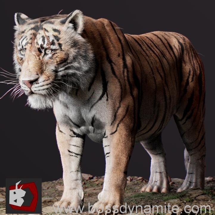 Realistic Tiger 3d Model