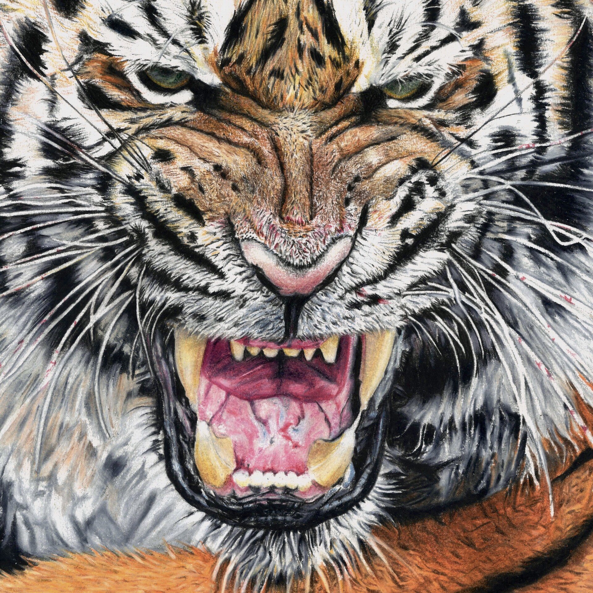 Color Engrave Ink Draw Russian Tiger Illustration Stock Photo, Picture and  Royalty Free Image. Image 52564759.