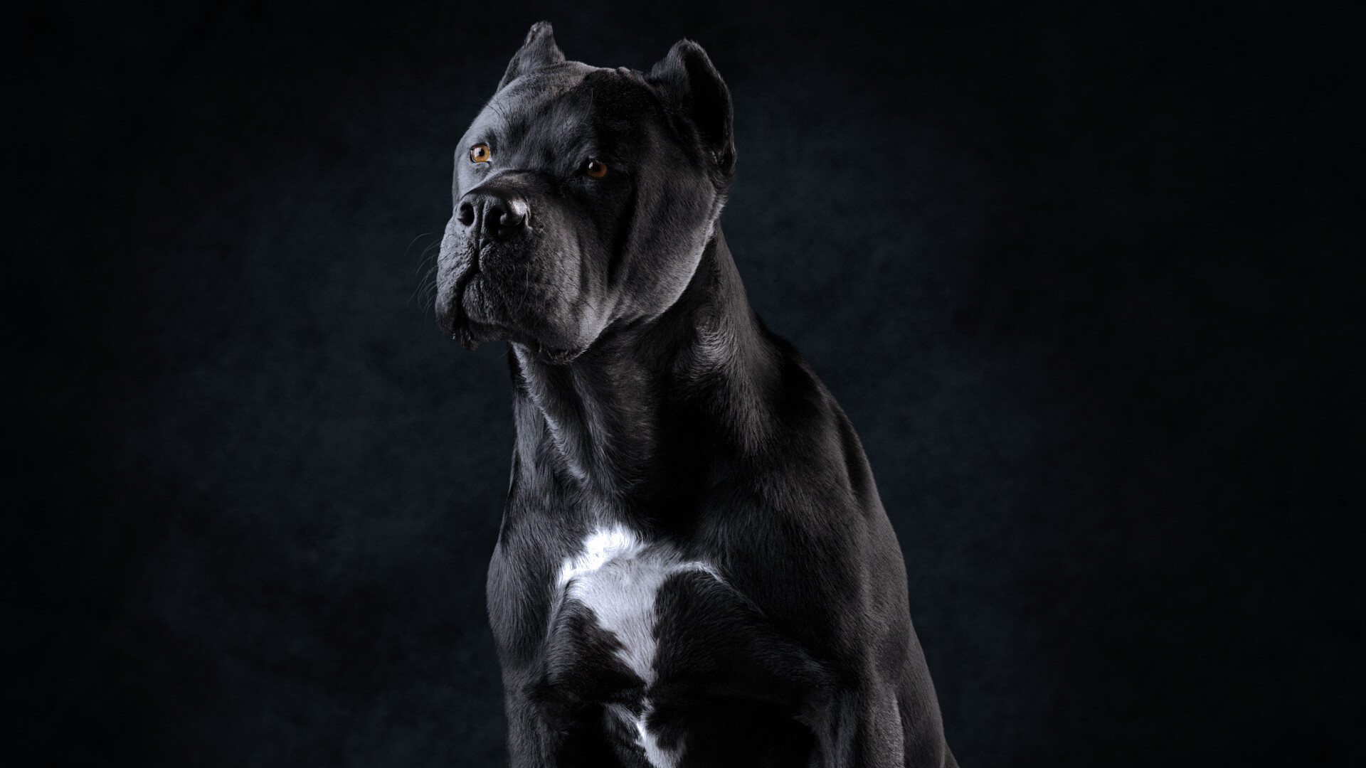 1080x1920  1080x1920 cane corso dog animals hd for Iphone 6 7 8  wallpaper  Coolwallpapersme