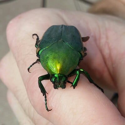William louis mcdonald bill s sunrise japanese beetle buddy