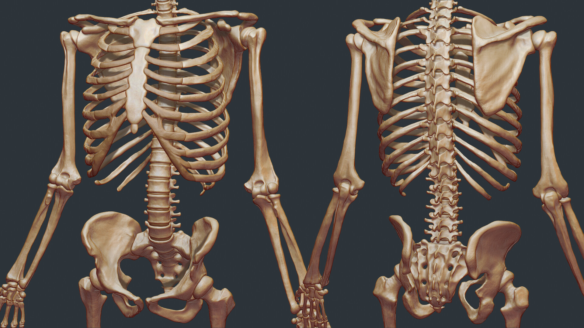 Скелет человека фото. Skeleton. Скелет человека Капчим. Без фона скелет Эстетика. Скелет человека подвешенный настоящий в природе.