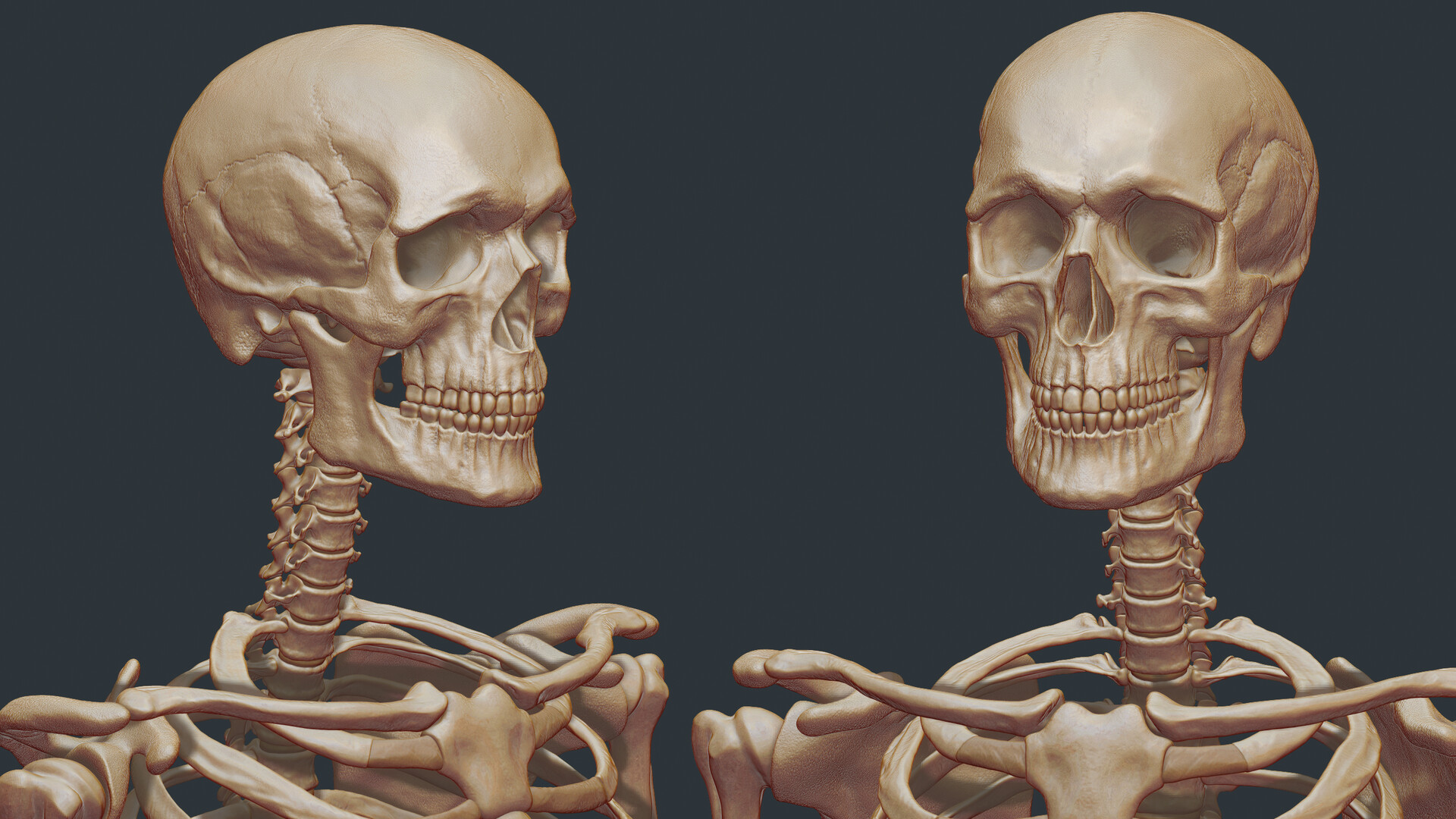 Jordan skeleton clearance
