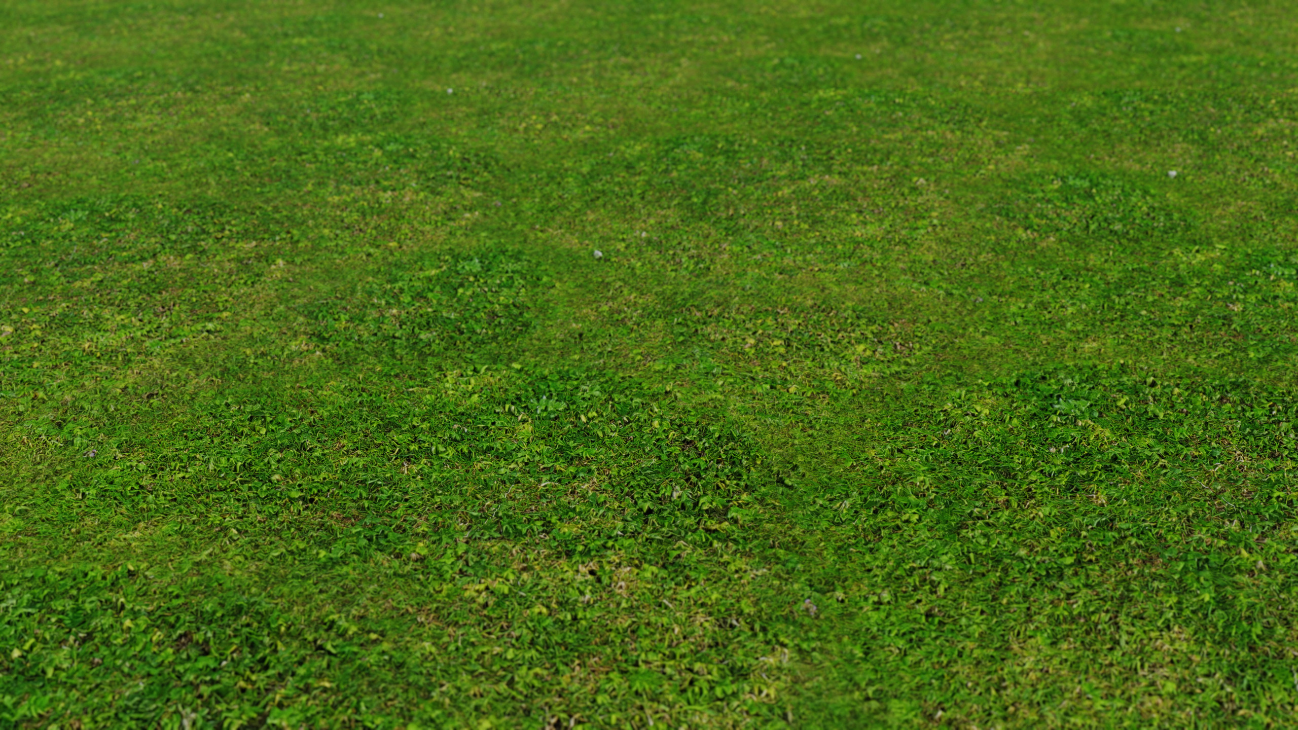 Short grass shop
