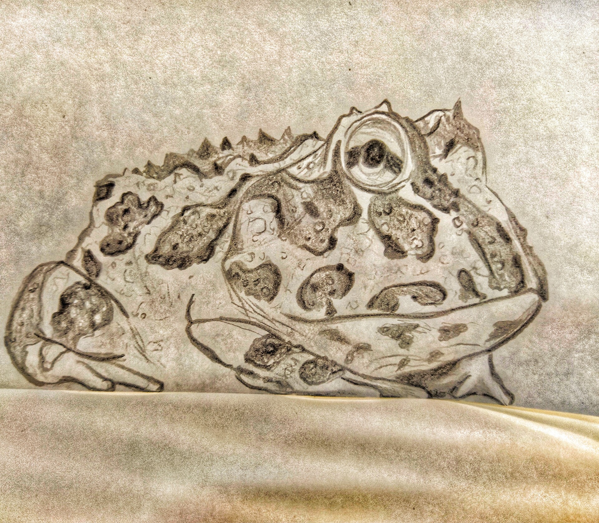 ArtStation - Tropical toad