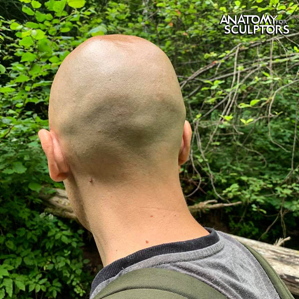 The back of the head and neck live model v1
