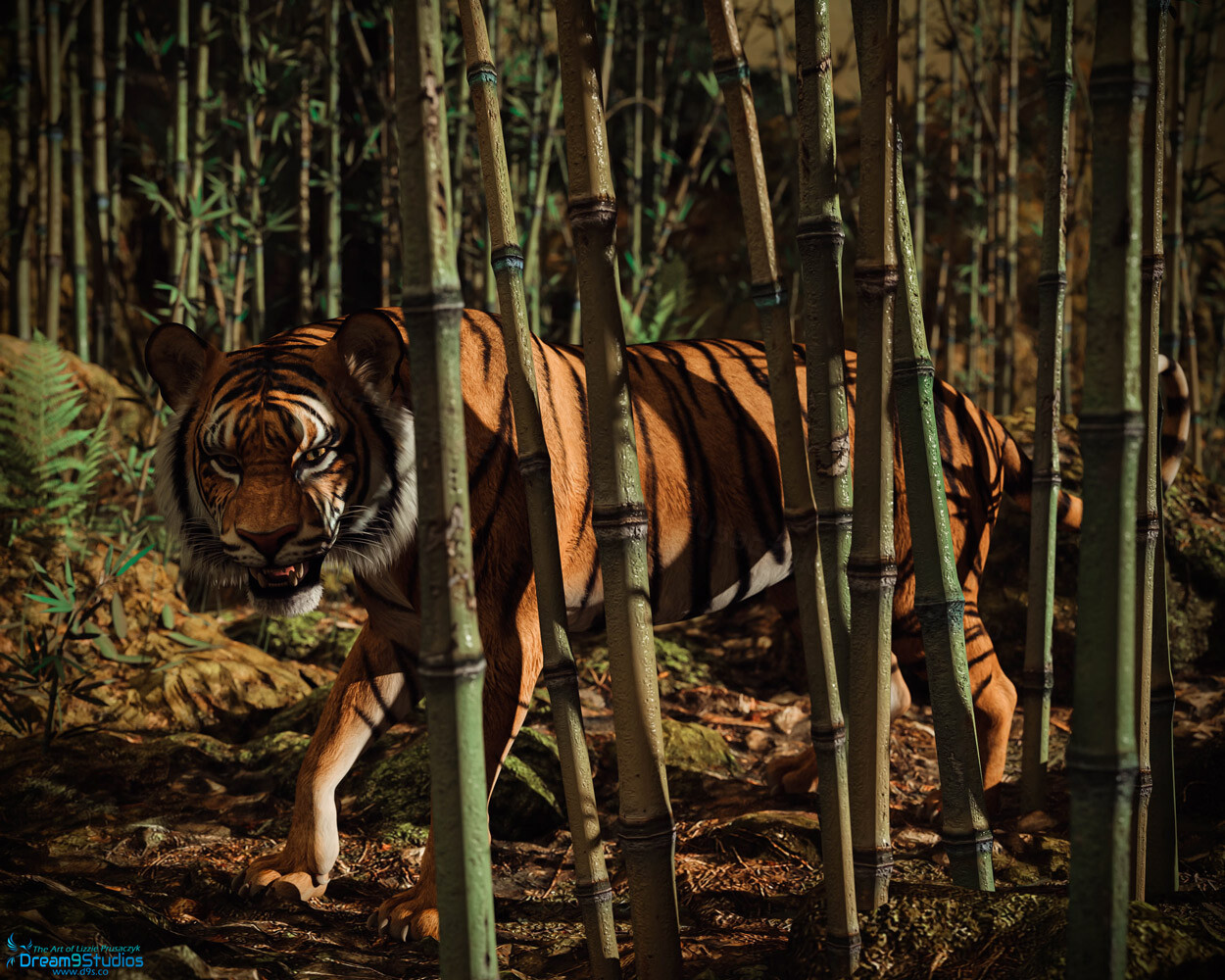 The majestic tiger is on the prowl through the mossy bamboo forest and it looks like he has caught sight of his photographer.