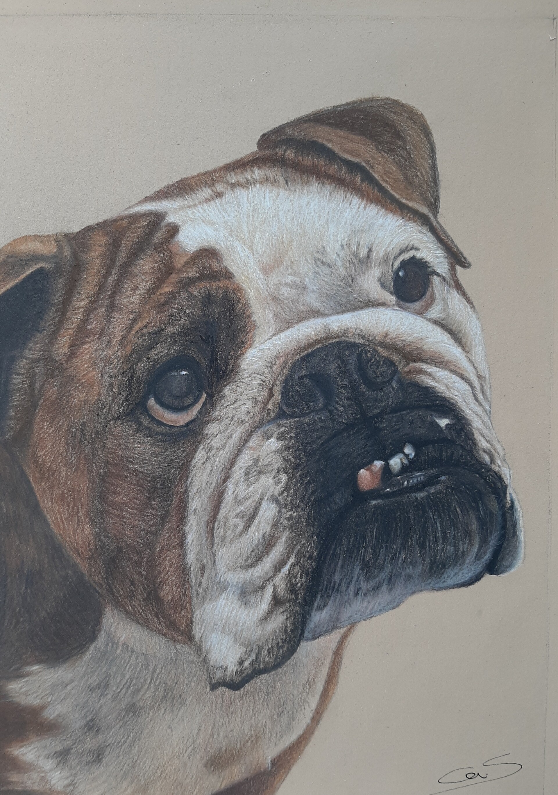 ArtStation - English Bulldog