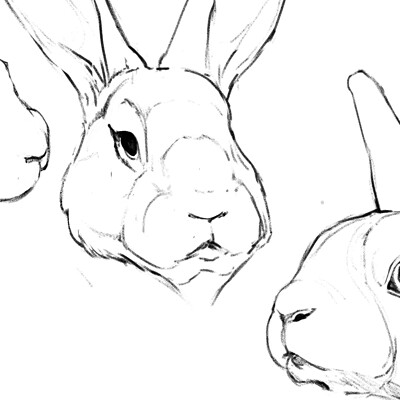 Katharina postinett rabbitos5
