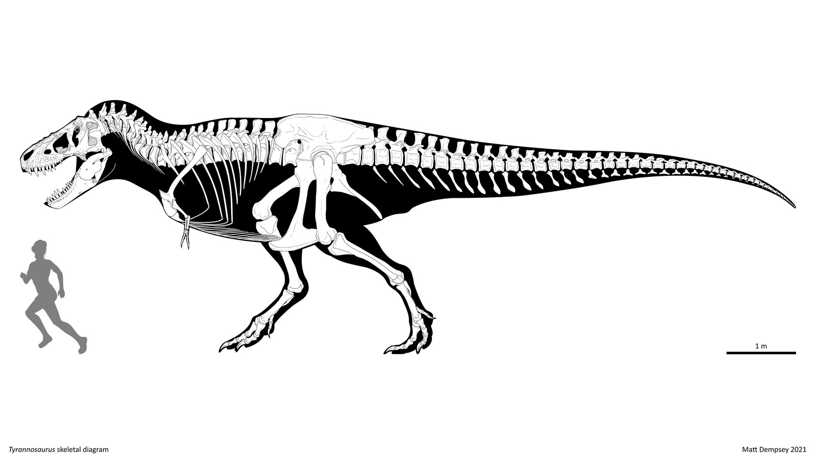 Matt Dempsey - Tyrannosaurus skeletal reconstruction