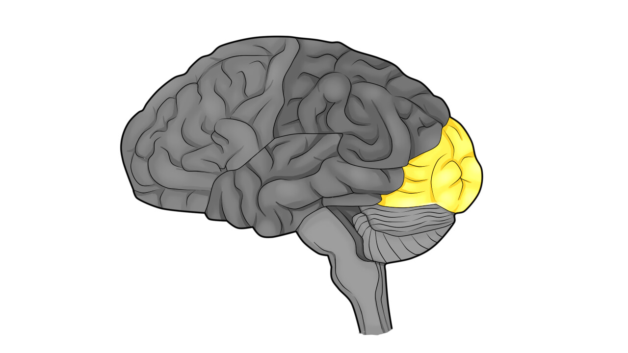 ArtStation - 4 LOBES OF THE BRAIN