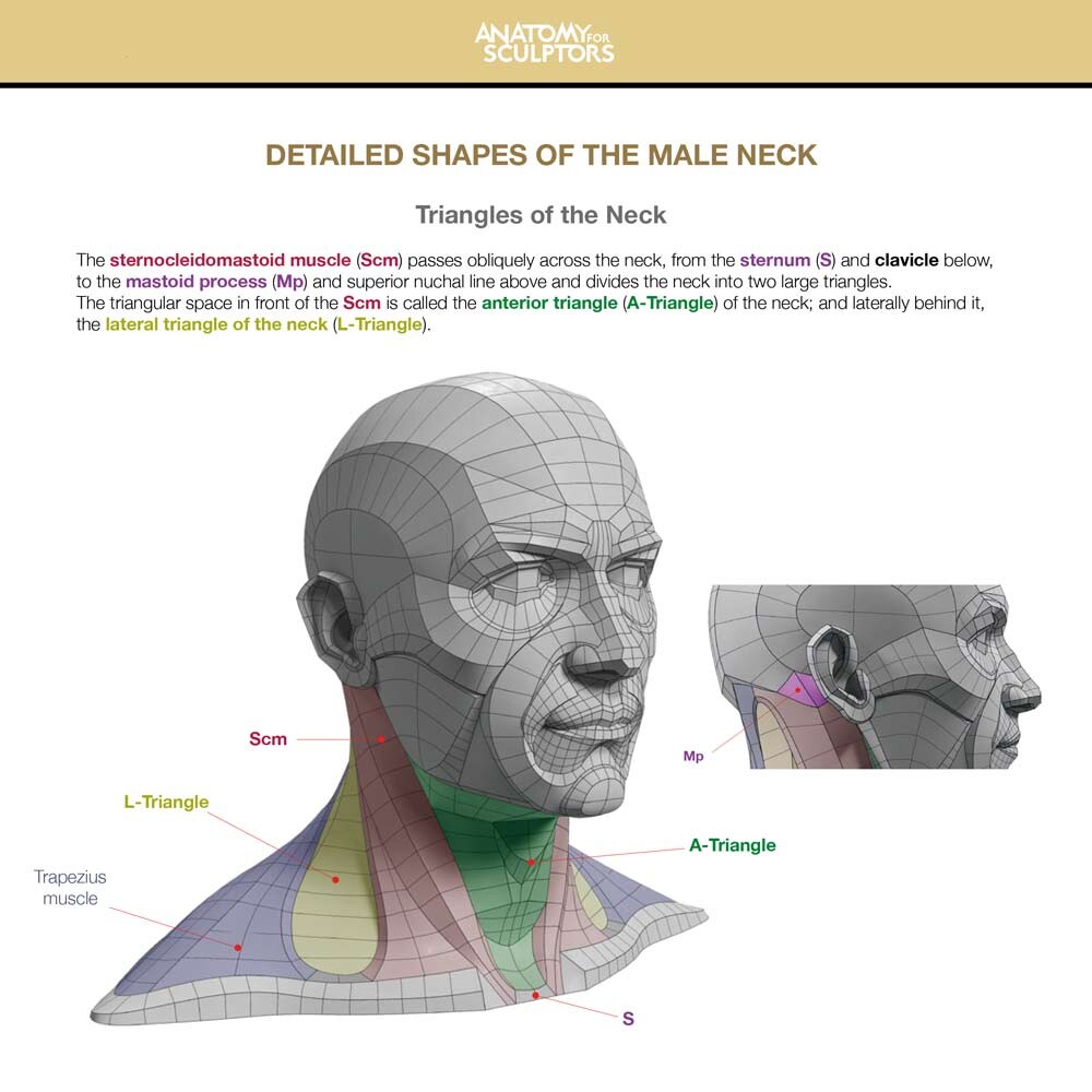 Anatomy For Sculptors Triangles of the Neck