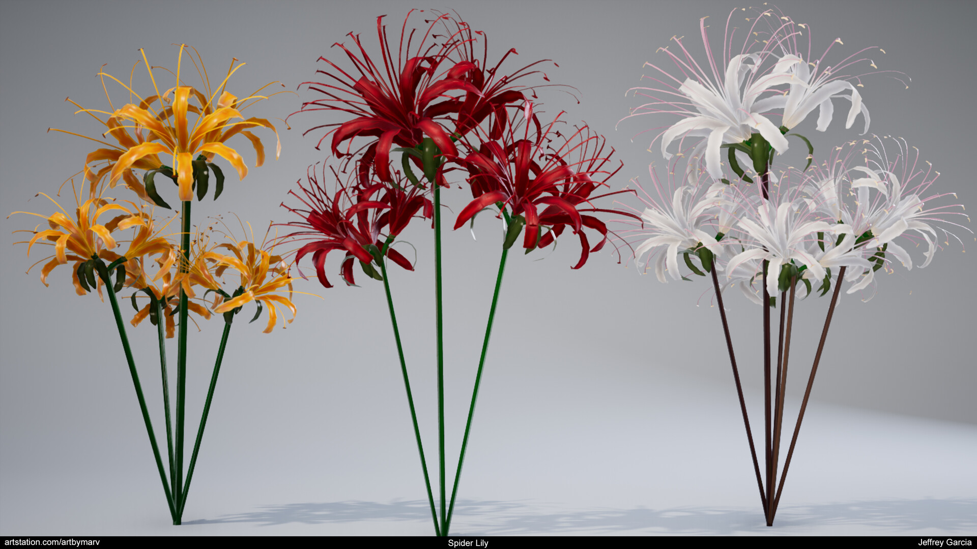 Spider Lily By Jeffrey Garcia Spider Lily By Jeffrey Garcia