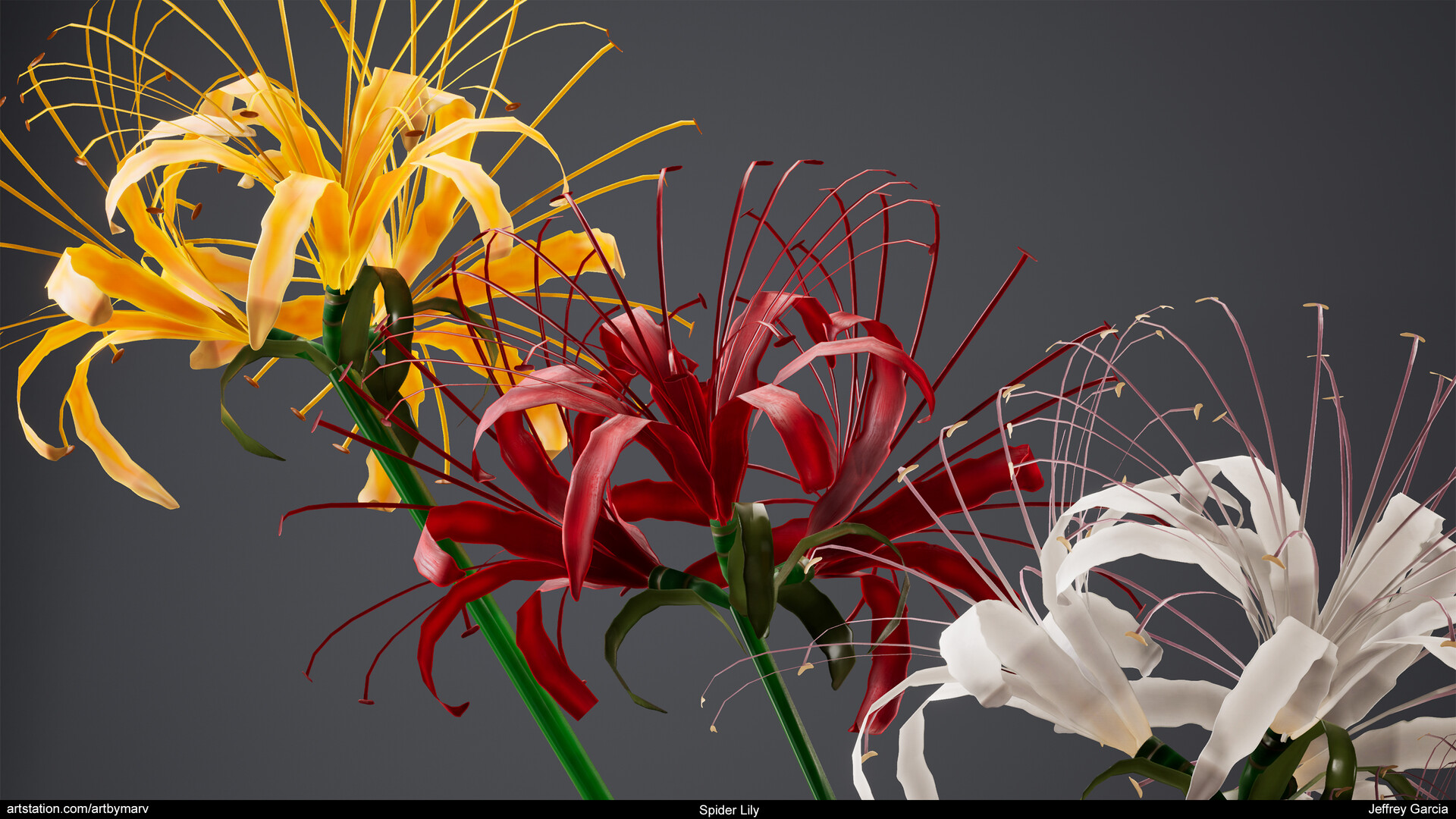 Spider Lily By Jeffrey Garcia Spider Lily By Jeffrey Garcia