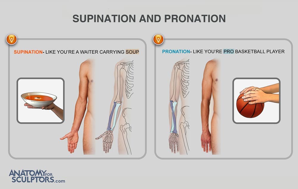 difference between pronation and supination