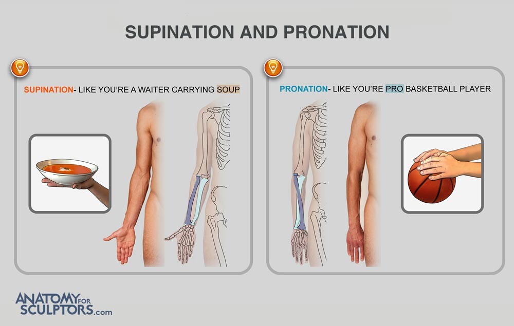 Pronation and Supination - MEDizzy