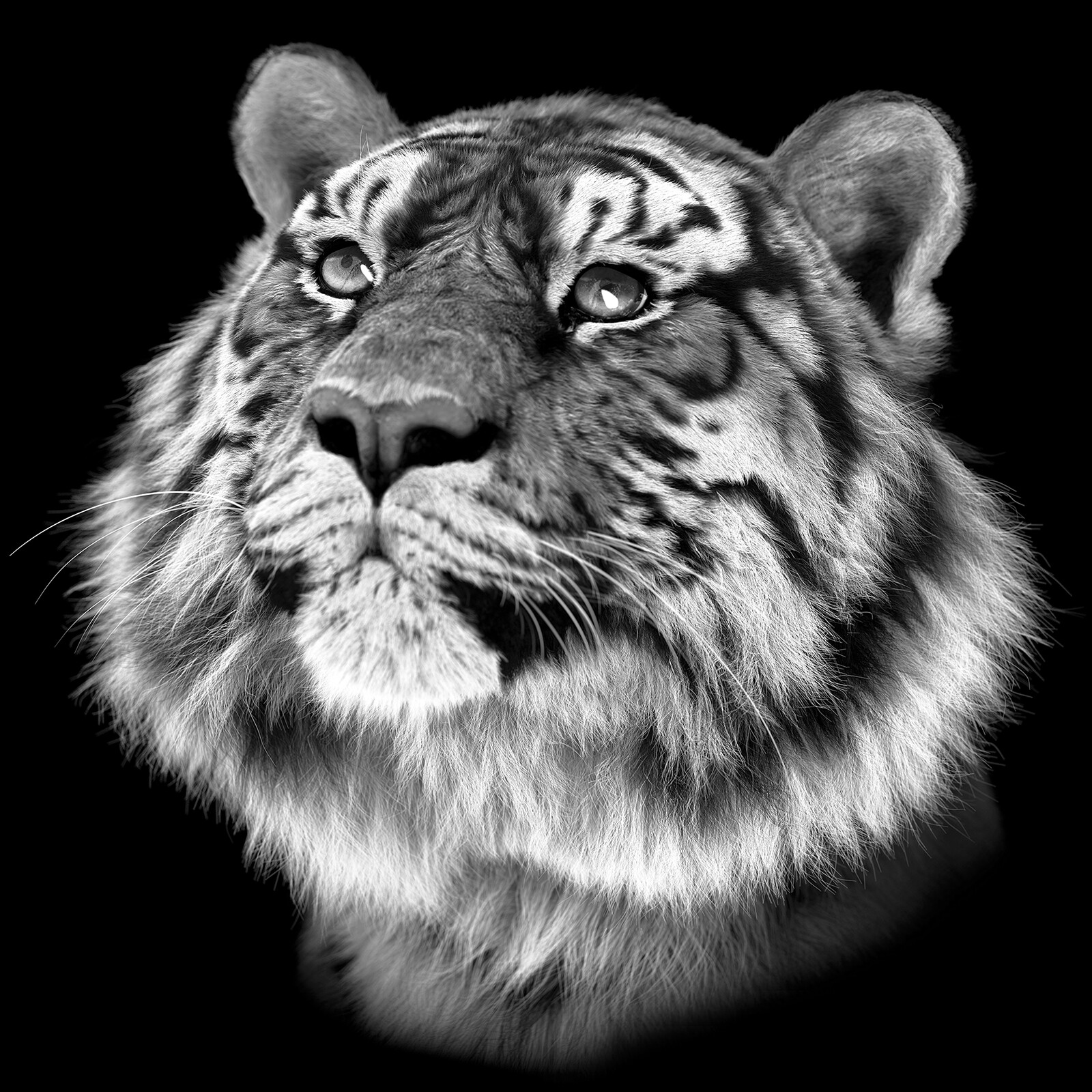 Amur Tiger B&amp;W portrait