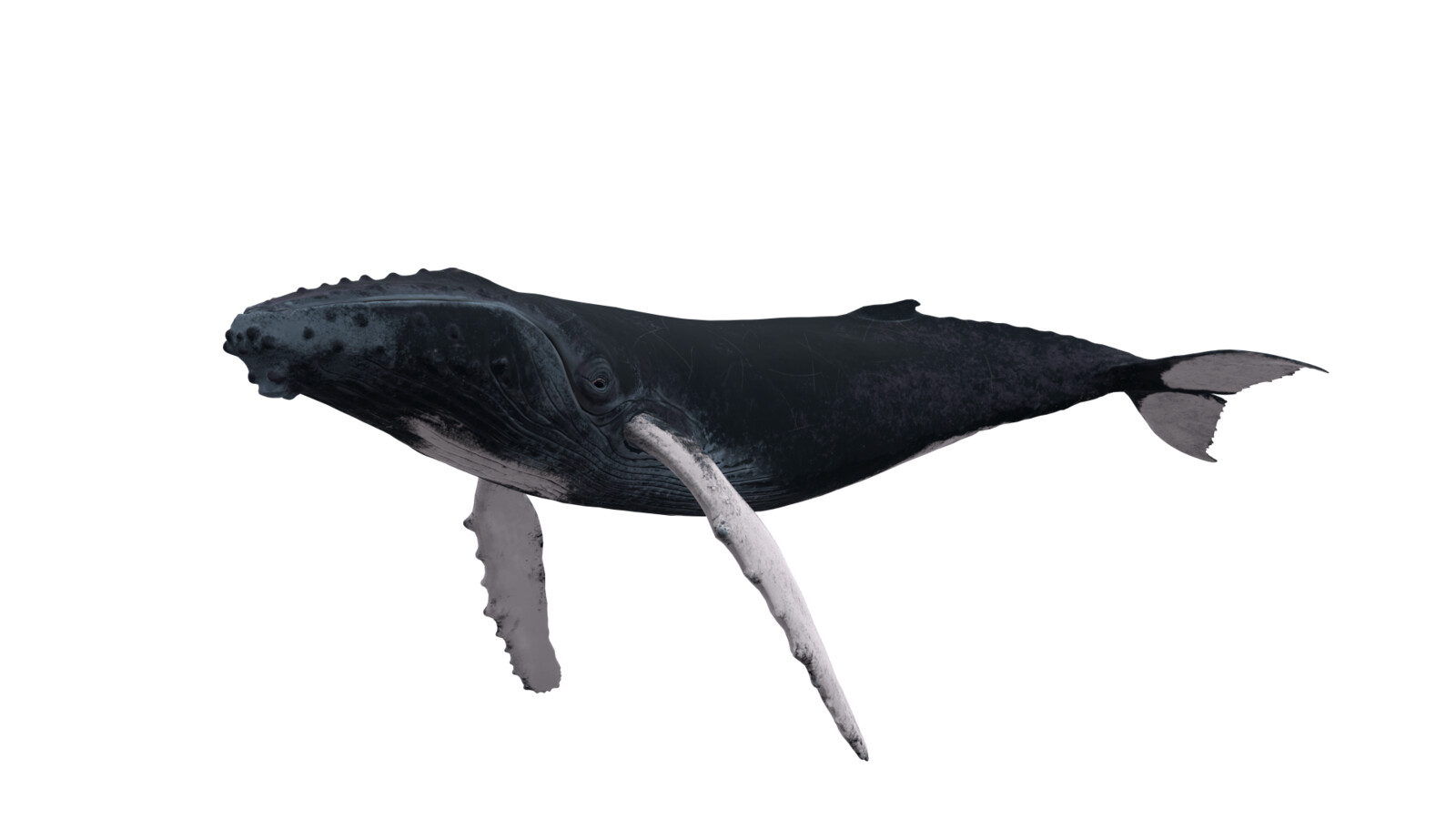 Calf Humpback Whale