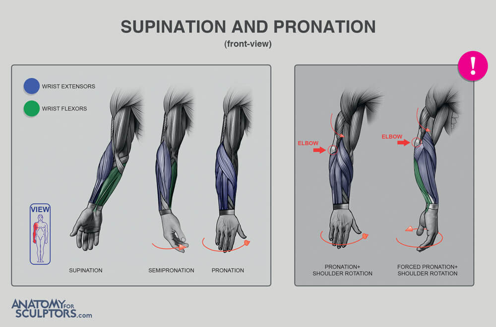 4 Clear Supination Vs Pronation Arm & Hand Differences