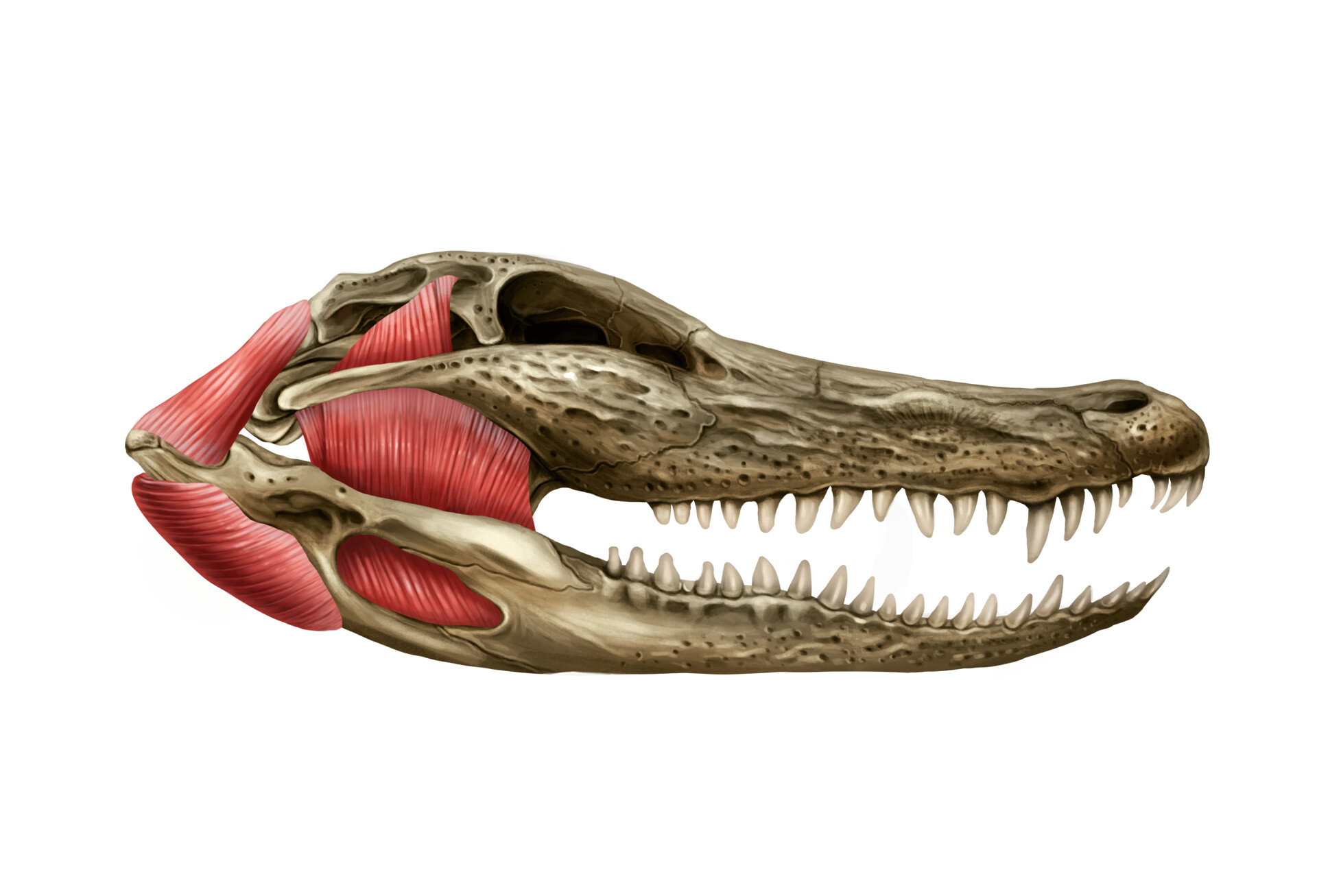 Челюсть рептилий. Мышцы крокодила челюстные. Тираннозавр челюсть с мышцами. Анатомия челюсти крокодила, мышцы. Анатомия черепа ютараптора.