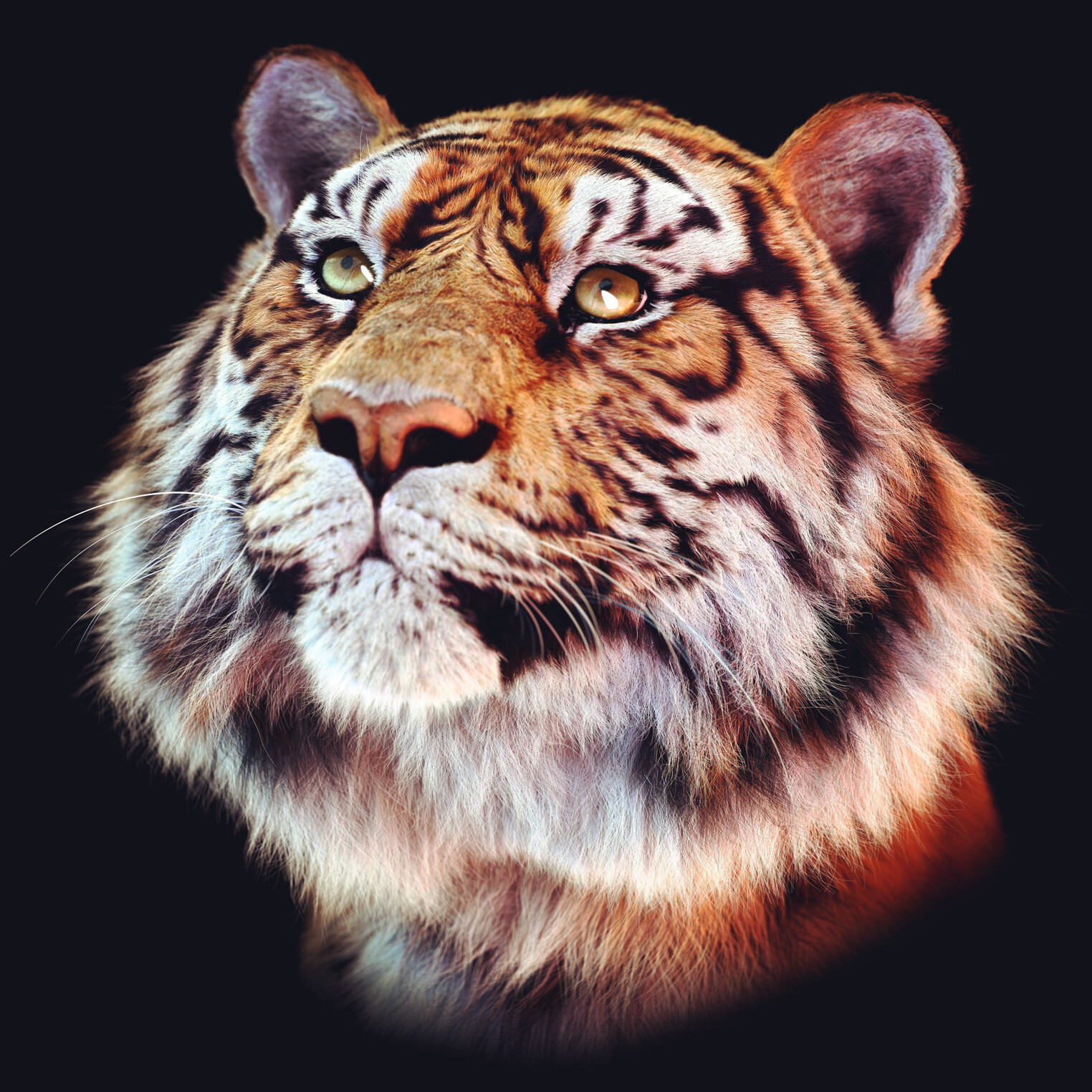 Amur Tiger portrait