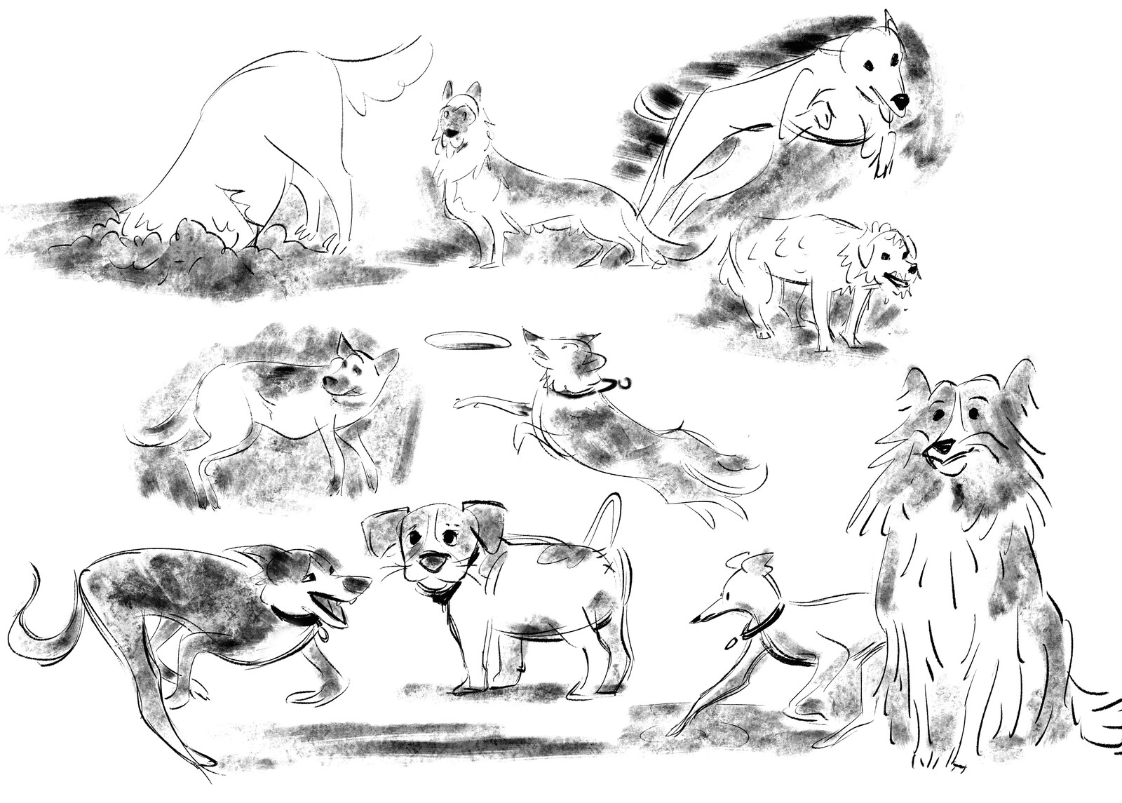 Canine Sketches