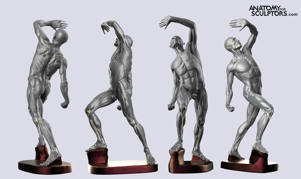 L’écorché combattant by Jacques-Eugène Caudron by Anatomy For Sculptors from multiple angles