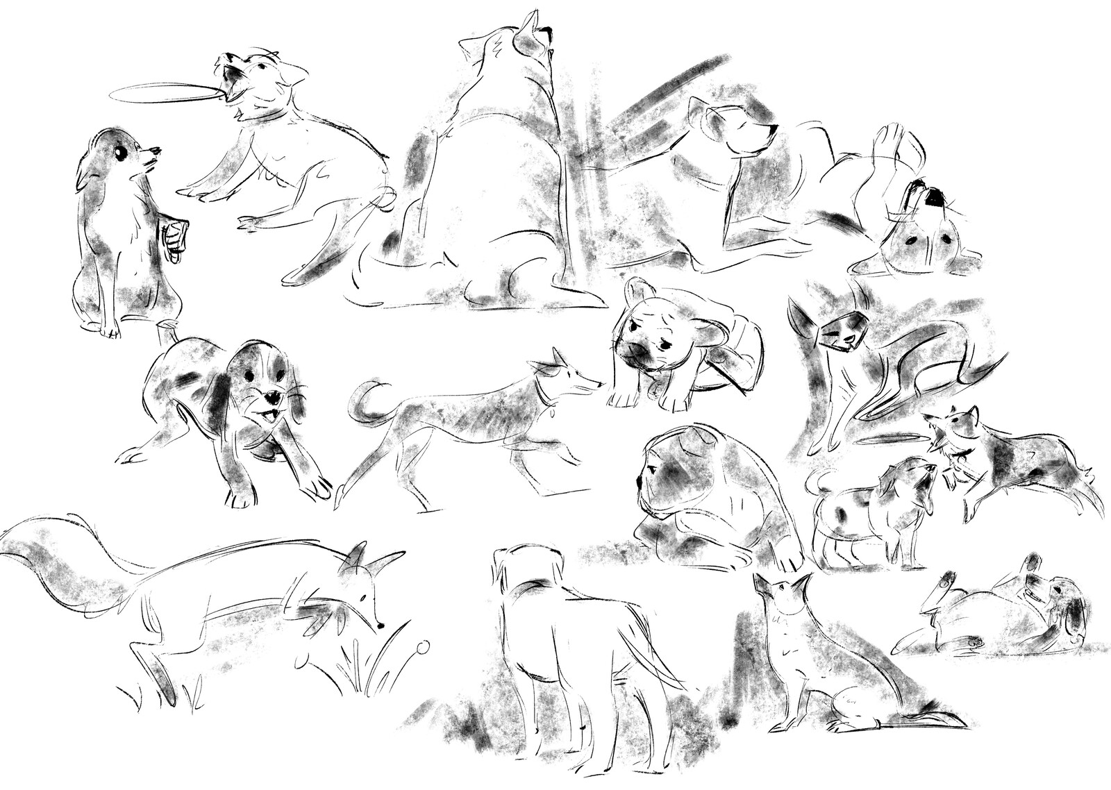 Canine Sketches