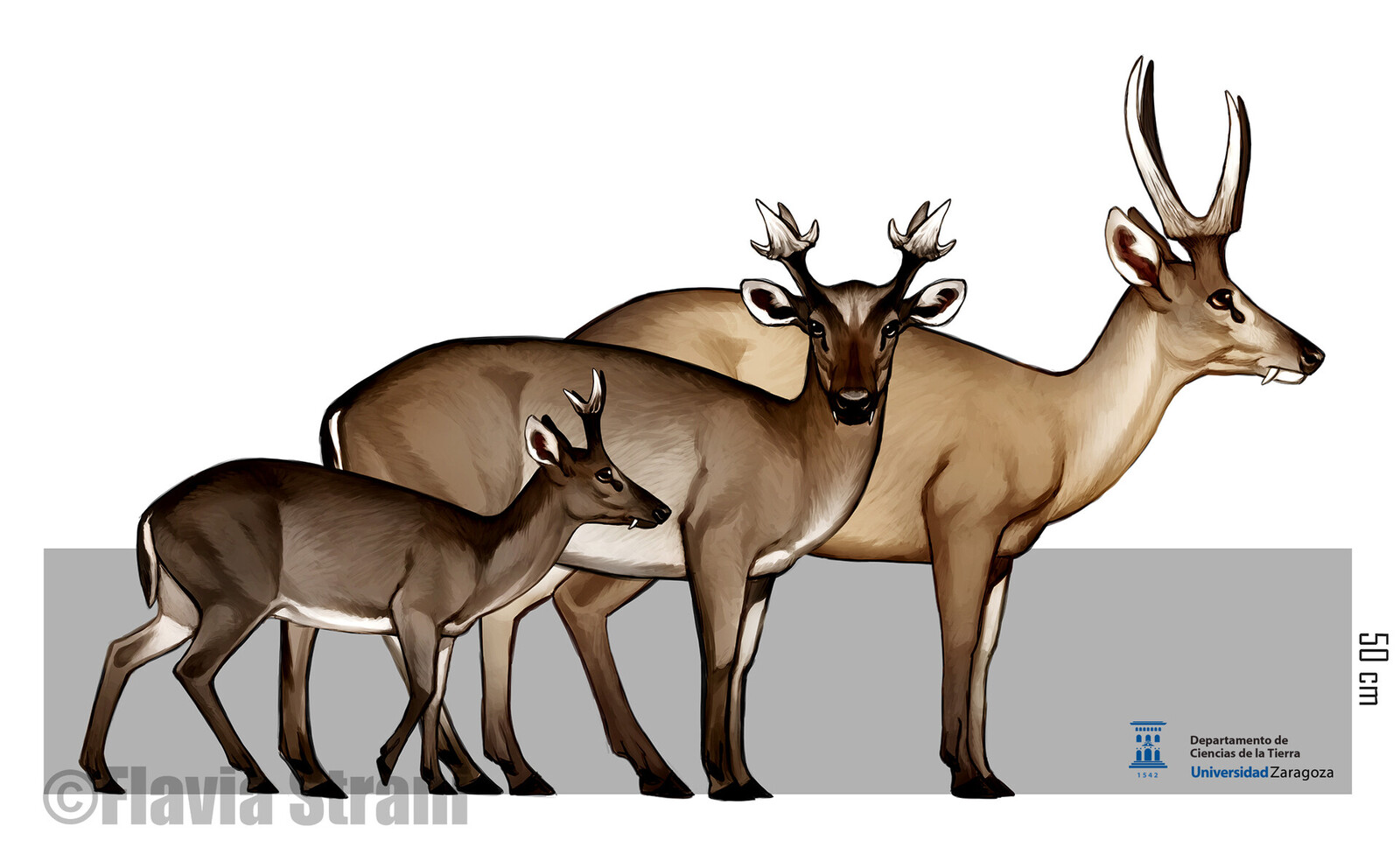 Acteocemas infans, Paradicrocerus elegantulus, Dicrocerus elegans