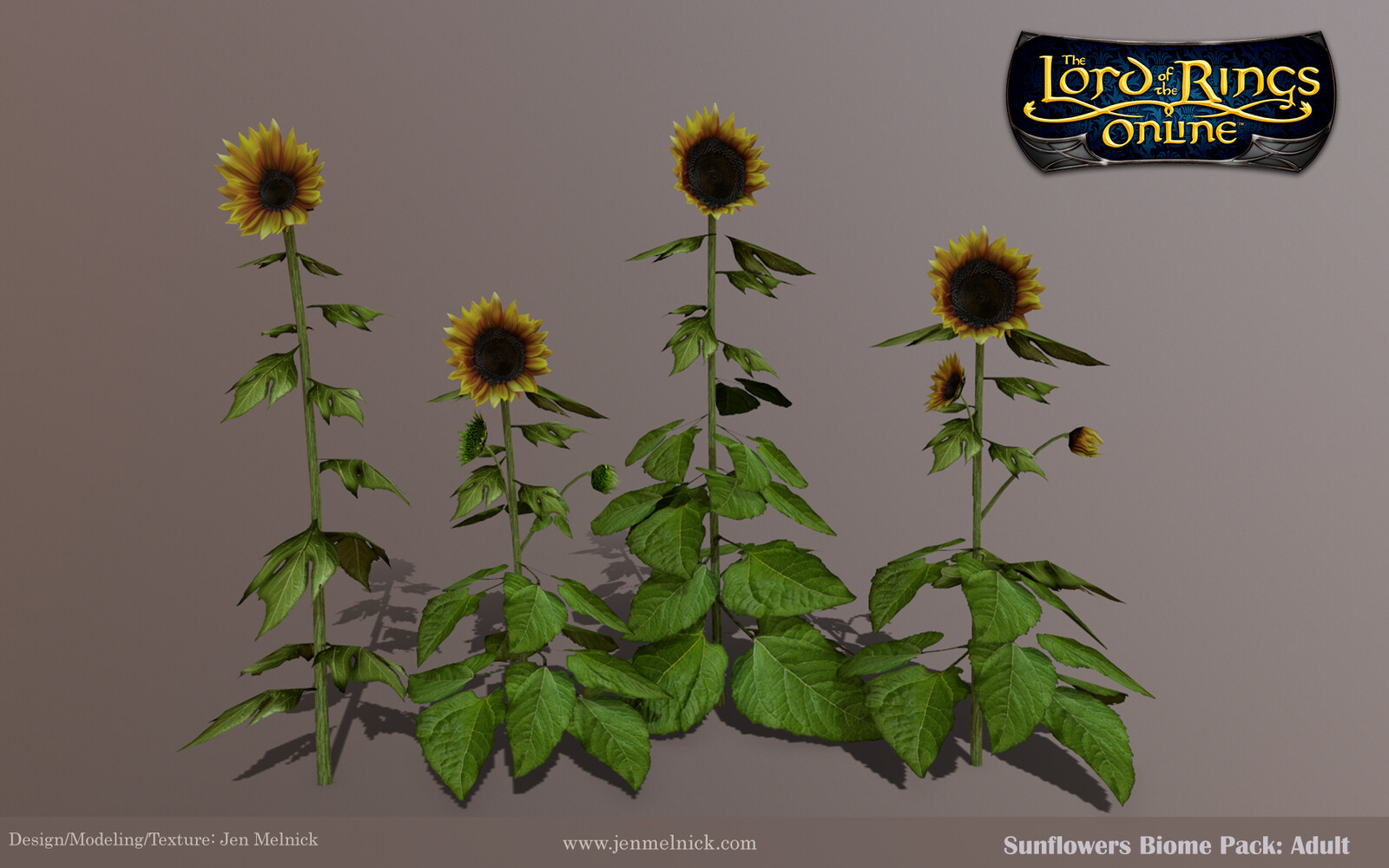 Sunflowers : Four individual Adult stalks 