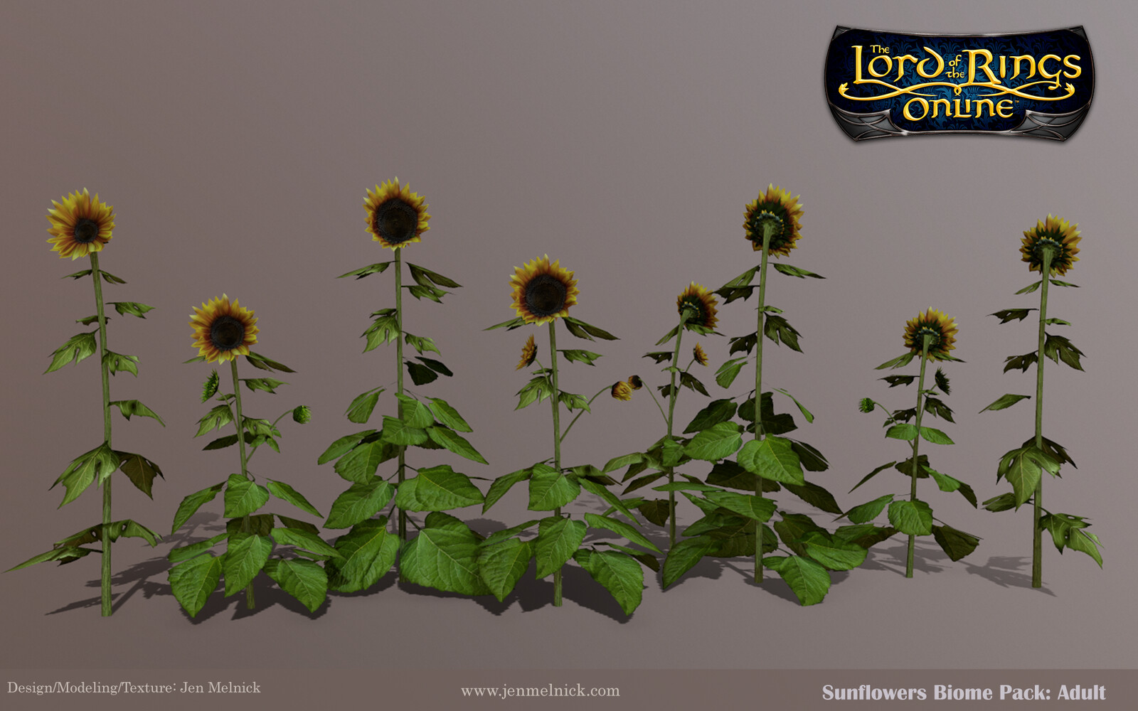 Sunflowers : Four individual Adult stalks 