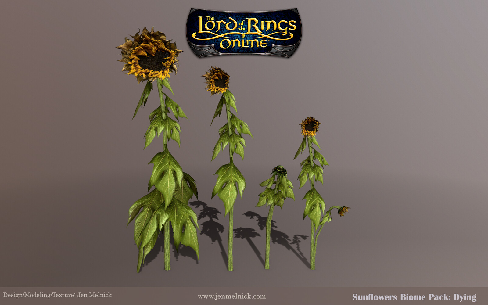 Sunflowers: Four individual dying stalks