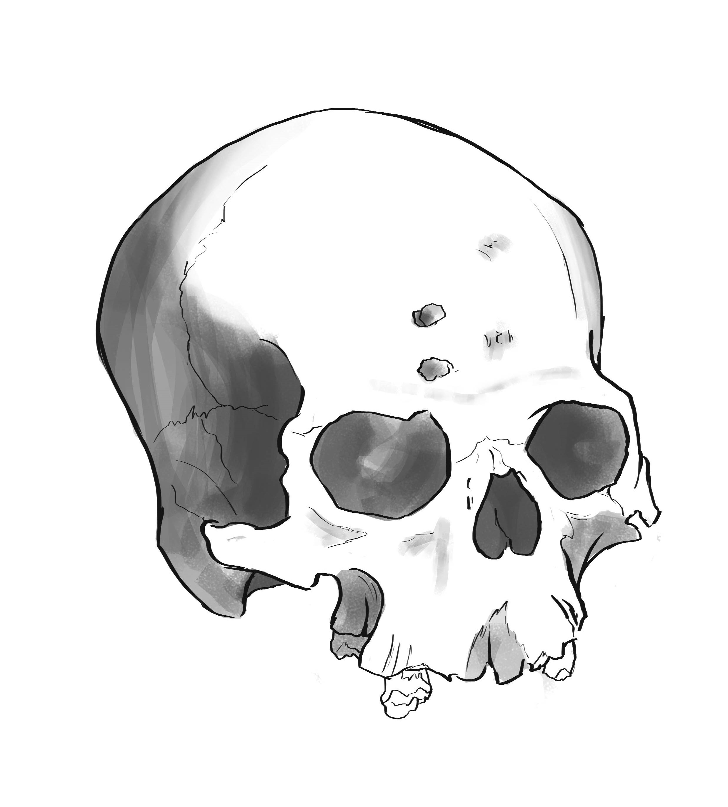 Skull Study